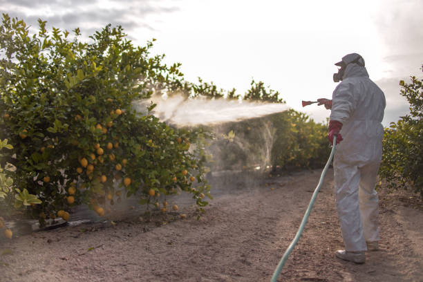 Best Rat Extermination Near Me  in Murfreesboro, AR
