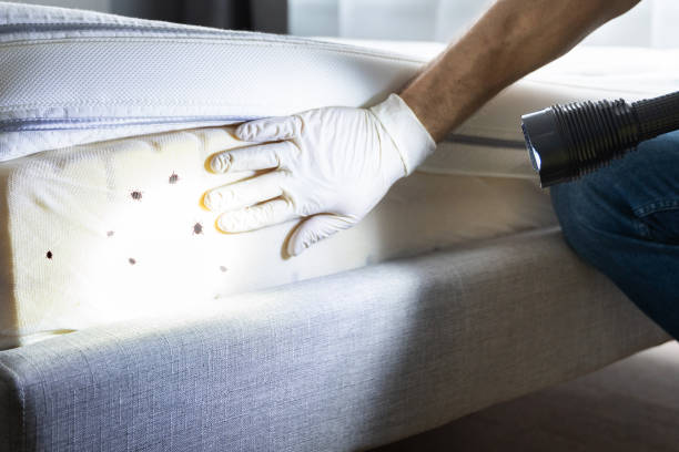 Best Pest Removal Services  in Murfreesboro, AR