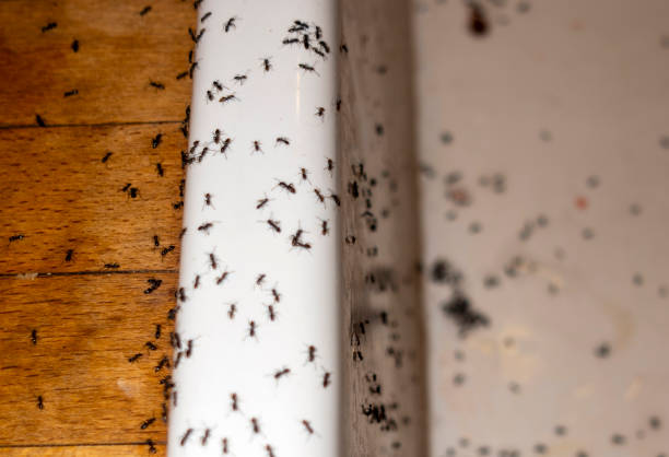 Best Termite Control Services  in Murfreesboro, AR